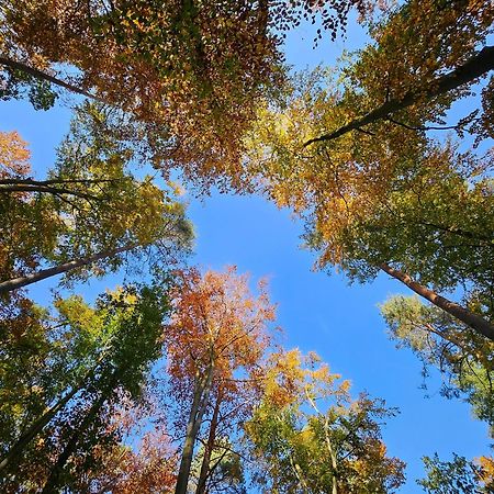 Fewo Am Wald Boek المظهر الخارجي الصورة